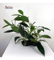 Artificial Plant 7 Artificial Plant 7