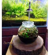 Custom Wooden Stand & Light Custom Wooden Stand & Light