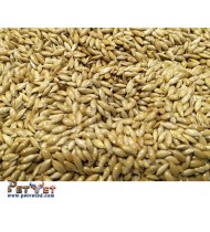 Canary Seed -1Kg Canary Seed -1Kg