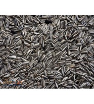 Striped sunflower seed Striped sunflower seed